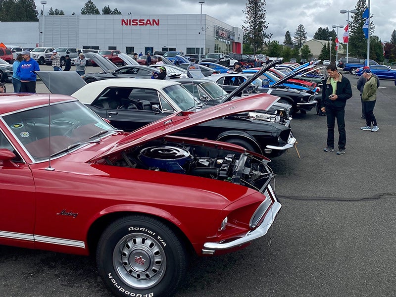 A row of classic Ford Mustangs with the hoods open.